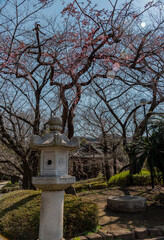 japanese lantern in the park