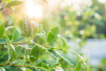 Raindrops on nature green leaves and sunlight