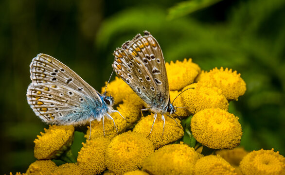 Lepidopterans Bilder Durchsuchen 170,915 Archivfotos,
