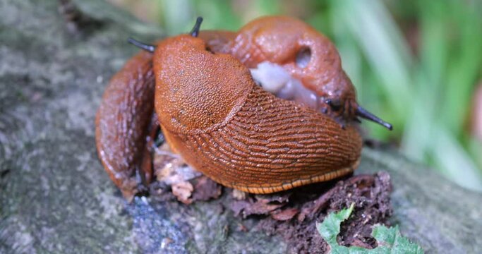 Red slug or Arion rufus in the summer forest. The process of reproduction. Shooting macro.