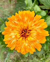 Orange calendula flowers. Blooming marigold flowers. Fresh organic calendula marigold flowers background. Medicinal herbs. Summer marigold flowers.