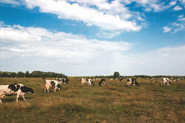 Cows graze in a meadow.