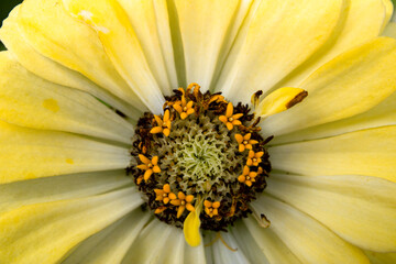 Close-up of a yellow flower. flower petals petals