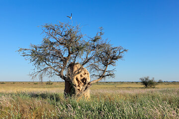 Landscape with a tree and termite mound against a blue sky, Etosha National Park, Namibia.