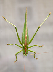 Großes Heupferd, Ordnung Langfühlerschrecken, Familie Laubheuschrecken, Tettigonia .viridissima, an einer Fensterscheibe