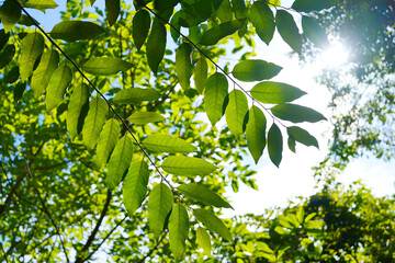 green leaf of tree with sun light 