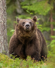 Obraz premium Brown bear in blueberry forest at summer evening