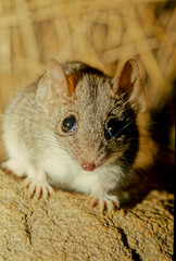 Fototapeta premium Antechinus bellus