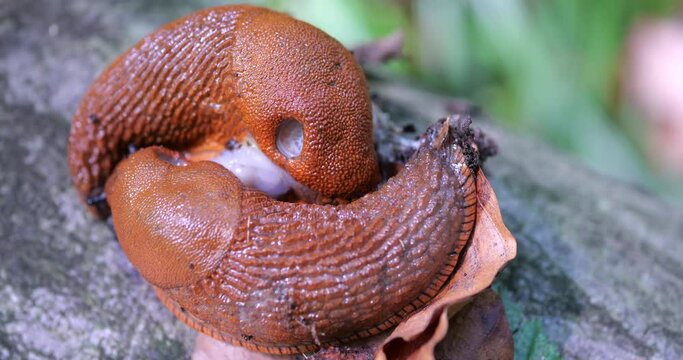 Red slug or Arion rufus in the summer forest. The process of reproduction. Shooting macro.