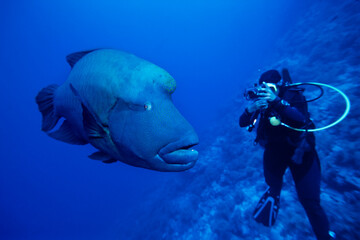 Napoleonfish, Cheilinus undulatus, Brothers Island, Red Sea, Egypt 
