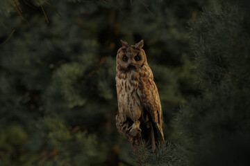 3d rendering of a long eared owl sitting in the branches of a conifer forest in the evening light