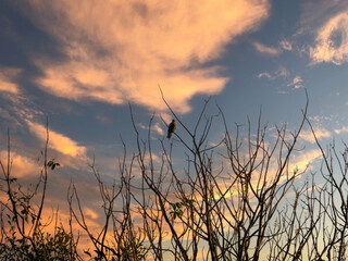 Obraz premium sunset in the field