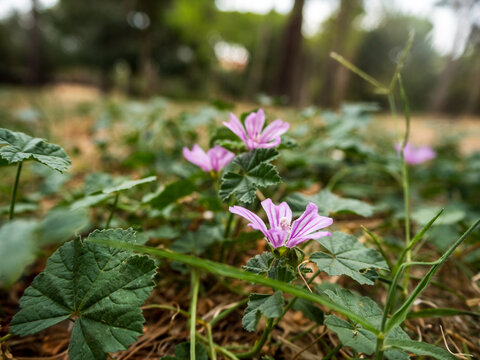 imagen de unas flores violetas entre hojas verdes