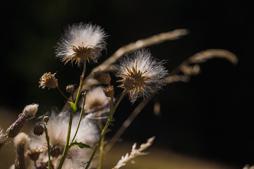Thistle in the green in summer