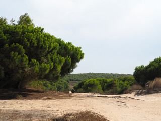 Typical mediterranean forest