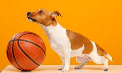 jack russell terrier with a basketball on a bright yellow background isolated