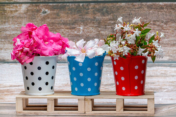 Three red, white and blue metal buckets with colorful flowers on wooden pallets. Home decor. Wild flowers.