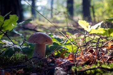 white porcini mushroom grow in sunny wood