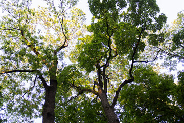 Tree trunks and green leaves in the park against the sky. Cones weigh on a pine tree.