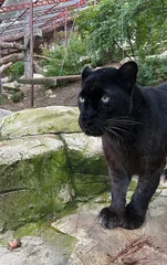 Fotobehang Black panther in the zoo © Ruslan