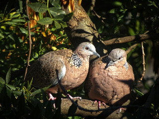 A cute pigeon couple sitting on a tree branch 