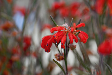 Vibrant red flowers of the Australian native Red Ochre Spider Flower, Grevillea bronwenae, family Proteaceae. Slender erect shrub endemic to sclerophyll forest of southwest Western Australia