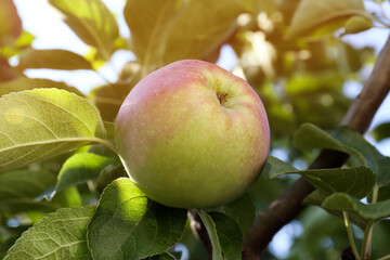 Fresh and ripe apple on tree branch, closeup