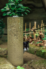 隠れているつもりの猫さん