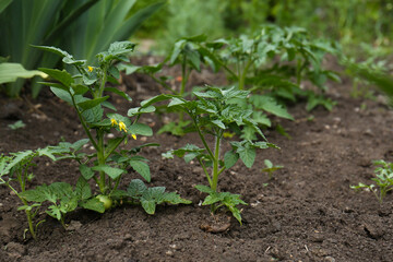 Beautiful green tomato plants growing in garden