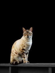 Beautiful portrait of domesticated, tabby, cat with tiger and lynx spot and stripes, the coat is of soft caramel, brown and dark gray.