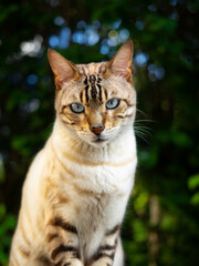 Beautiful portrait of domesticated cat with tiger and lynx spot and stripes, the coat is of soft caramel, brown and dark gray.