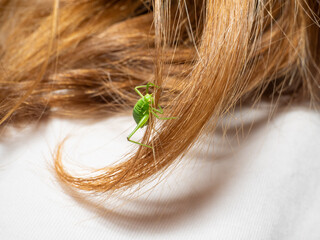 Tiny green cricket, orthoptera, caught in beautiful long light brown hair of young unrecognizable person, on white background