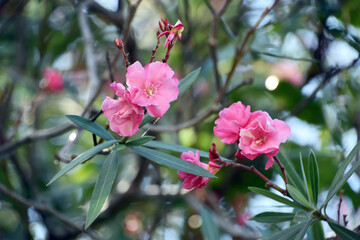 キョウチクトウ