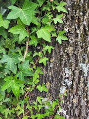 Leaves on a tree.  Nature Background