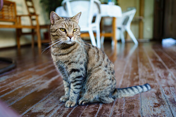 beautiful striped cat on the wooden floor in the house.