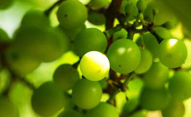 Green unripe grapes on a branch in summer