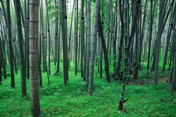 Picturesque view of beautiful bamboo forest. Tropical plants