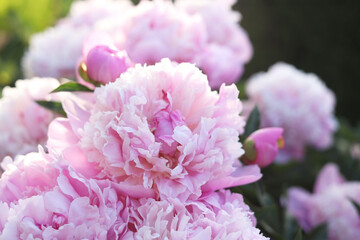 Fototapeta premium Beautiful pink peony flowers outdoors, closeup view