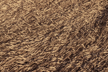 Ripe ears of wheat lie on an agricultural field 