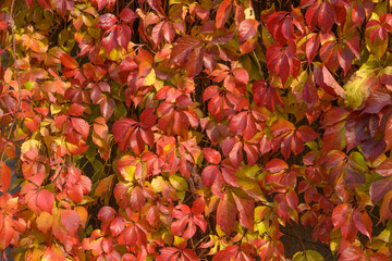 Colorful leaves of Virginia creeper in sunny autumn day.