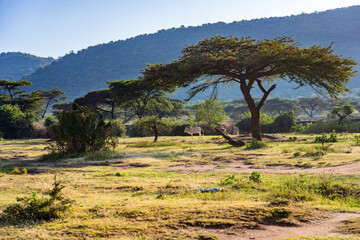 Fototapeta na wymiar Masai mara National Park in Kenya