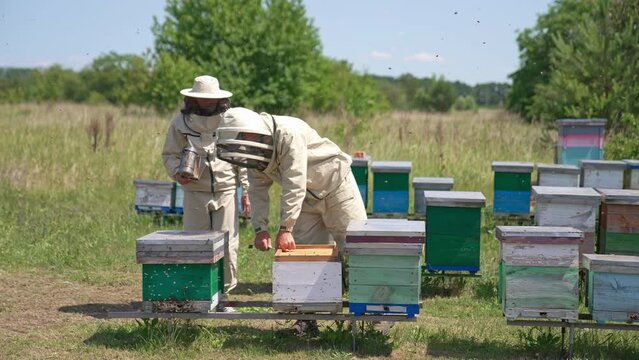 Apiary with wooden hives at the sunny meadow. Lots of bees swarming around. Beekeepers using tools to open and check up hives.
