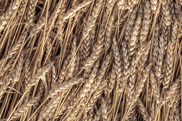 Ripe ears of wheat lie on an agricultural field 