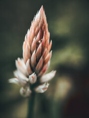 close up of a flower