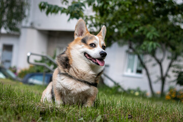Corgi with open mouth and protruding tongue. Sly smiling corgi dog.