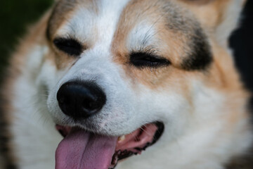 Muzzle of dog corgi welsh pembroke close-up. Corgi with open mouth and protruding tongue.
