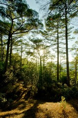 Obraz premium Sunrays emerging through a forest of pine trees at golden hour, on Troodos mountain, in Limassol, Cyprus