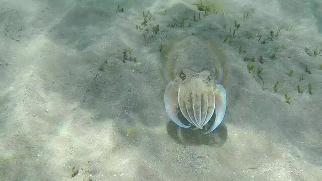 The squid swims offshore in the Red Sea. Snorkeling in Marsa Alam in Egypt.