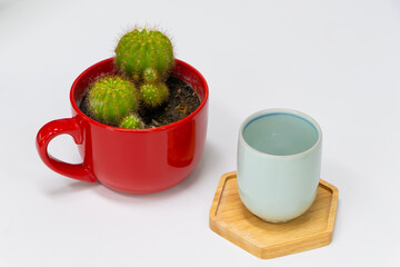 tea cup with cactus in red cup on white background