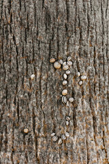 Small snails on palm tree bark, closeup.